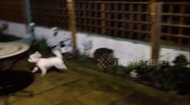 Mindy our Cavachon is always happy to see our friend