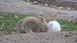 Cute bunny rabbits in a scrum, trying to eat a carrot.