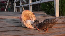 The cute bunny rabbit in a hat and the naughty duck. Luckily the duck didn't seem to like the carrots.