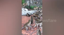 Wild python strangles a monkey as its heartbroken friends try in vain to save it