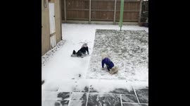 Puppies in the snow.