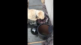 Puppy trying to drink water from fountain.