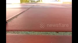 Alien species rescued from swimming pool in Spain.