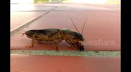 Newsflare Edit - Alien species rescued from swimming pool in Spain.