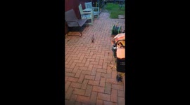 Squirrel running into glass door