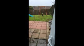 Puppy playing in garden
