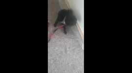 This Puppy Loves To Play