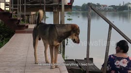Heartbroken dog waits on jetty every day for owner after falling from passing boat (with subtitles)