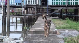 Heartbroken dog waits on jetty every day for owner after falling from passing boat (without subtitles)