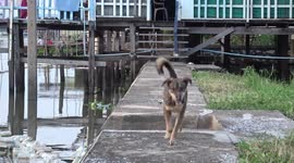 Heartbroken dog waits on jetty every day for owner after falling from passing boat (without interview)