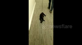 Lazy cat does 'the bare minimum' on walk with his owners in Oregon