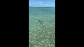 Sawfish Key West