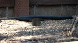 Gopher forging for food