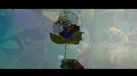 Nature Cinematic Video