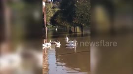 Shocking video show man dangerously wading through waist high flood water after river bursts its banks in city centre