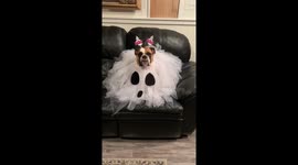 When you lose your spot on the couch to a ghost.