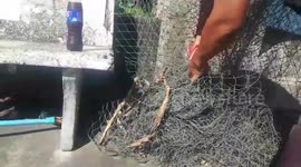 Chubby python rescued after getting stuck in net fence in Thailand