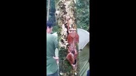 Hiker Amazed By Leaf-Shaped Mantis On Tree