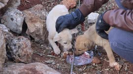 Puppies rescued from the remnants of Abu Bakr al-Baghdadi's compound