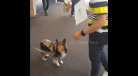 Dig reacts to magic tricks