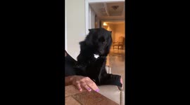 Charlie the demanding schipperke pup insists on being loved!