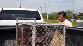 Frightened otter rescued after being injured by passing car in Thailand