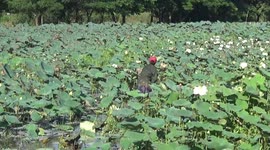 Farmers collect bounty crop of lotus plants in northern Thailand