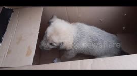 This puppy remains alone after his mother died during a nightly U.S-led raid to kill the leader of ISIS in #Barisha village in Idlib. #Syria #idlib ترجمة التغريدة