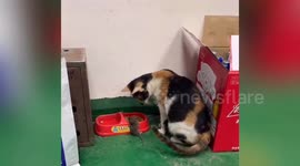 Cat carries mouse over to food bowl so they can dine together