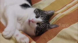 UCO - Unidentified Creature Object