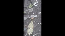 Strange spikey legged Spider in England