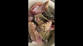 Its amazing !!! Pieces of chopped dead fish are still moving. Its a zombie fish or what?!