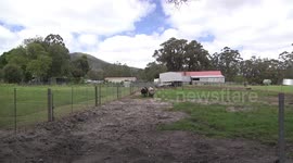 Curious, friendly giant pigs pay us a visit