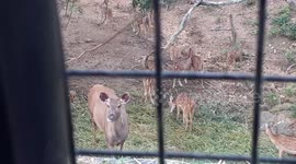 Bannerghatta Jungle Safari