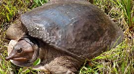 Soft Shell Turtle in Florida.