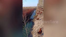 Chinese farmer puts his 70,000 chickens through 'fitness program' to make them tastier