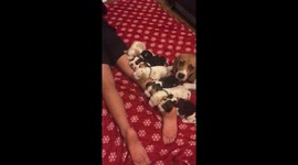 Dog SLEPT on my homework: Boy, 11, has novel excuse for not completing his studies as tiny puppies rest on his leg