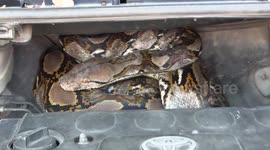 Driver shocked after finding 10ft long python curled up in car engine