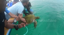 Indian scuba divers rescue sea turtle trapped in fishing lines and floating plastic bottles