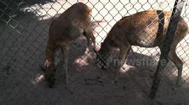 Nile Lechwe sniffing out ants in dust