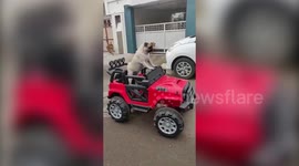 Cool pooch rides miniature battery-driven car in western India