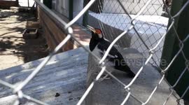 spoiled bird preening