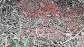 Massive ten-foot-python rescued from fearful village by forest officials in eastern India