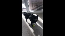 Dog can’t decide whether he wants to play alone or with his mama!