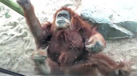 Orangutan Rolling By