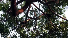 Toucans Sword Fight in the Trees