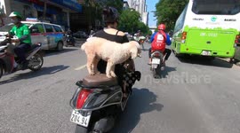 Pair of dogs seen balancing on motorbike speeding through crowded street in Vietnam
