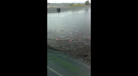 Shrimp harvesting