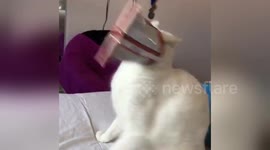 Newsflare Edit - Afternoon shenanigans https://t.co/i38PXg8pn6