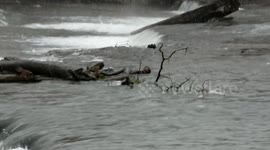 ]Water Rescue (Goat Island) Niagara Falls, NY